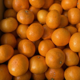 福岡県産 里山のおみかん 箱込約5kg以上(不良果実補償分300g含む) mikan 農薬不使用 みかん ミカン フルーツマイスター
