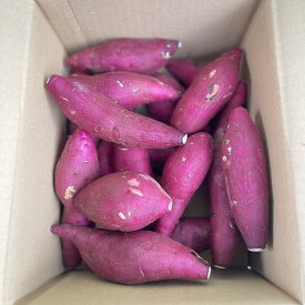 紅はるか M/Sサイズ 約2kg 熊本県産 さつまいも およそ12~20個 スイーツ 美容 腸活 健康 焼き芋 スイートポテト 野菜ソムリエ＆フルーツマイスター