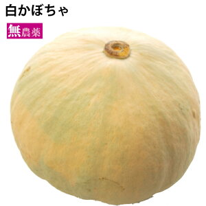 ڂ VY _͔| 3kgO