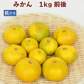 みかん　 1kg前後　低農薬栽培 柑橘