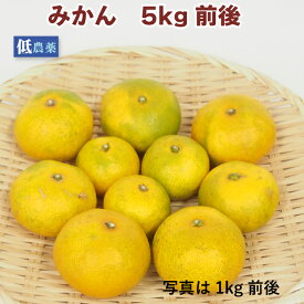 みかん　 5kg前後　低農薬栽培 柑橘　ギフトにもどうぞ