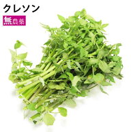 人気の野菜 クレソン 静岡県産 無農薬栽培 100g前後 富士山麓の湧き水 辛み強め サラダ 鍋 豚しゃぶ 【選…