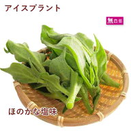 アイスプラント　無農薬栽培　10パック 新鮮 野菜 サラダ用 プチプチ食感 ミネラル豊富