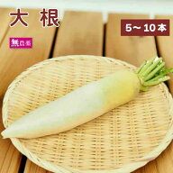 大根 無農薬栽培 フレッシュ 新鮮 煮物・漬物・サラダなどいろいろ使えて便利な常備野菜 【5本・8本・10…