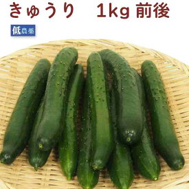 きゅうり 低農薬栽培 1kg前後 常備野菜