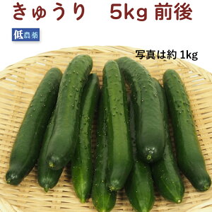 イ _͔|  낢gĕ֗Ȗ y2kgE3kgE5kgIׂ܂z