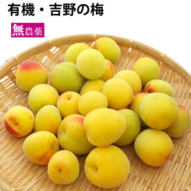 吉野の梅　梅干し用　無農薬栽培　2kg