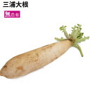 三浦大根 埼玉県産 1本 無農薬栽培 生で甘い きめ細かい果肉 煮るととろける