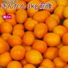 高知県産 きんかん 無農薬栽培 1...