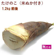 毎年大好評！ 生たけのこ アク抜き用の米ぬかつき 新鮮 たけのこ 筍 竹の子 天然 国産 高級 期間限定 農…
