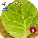 キャベツ 1玉　送料別