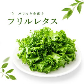 【 野菜工場 Vegetory フリルレタス / 500g 】 リーフ レタス 水耕栽培 生で食べれる 野菜 産地直送 無農薬 無農薬野菜 農薬不使用 洗わず食べられる 無農薬レタス 愛知県産 生野菜 サラダ サラダ用 フリルレタス お取り寄せ 国産 新鮮 そのまま食べられる