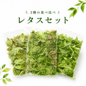 【 野菜工場 Vegetory レタス セット / 3種 】 リーフ レタス 水耕栽培 生で食べれる 野菜 産地直送 無農薬 レタス 無農薬野菜 農薬不使用 生野菜 サラダ レタス サラダ用 レタスミックス お取り寄せ 簡単調理 新鮮 野菜 フリルレタス ブーケレタス 食べ比べ 野菜 サラダ