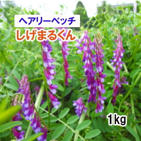 【 緑肥 種 ヘアリーベッチ 】 しげまるくん （秋まき） 1kg 放牧 採草 栽培用 緑化 花 種子 カネコ種苗