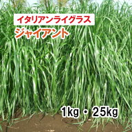 【 飼料用 イタリアンライグラス 】 ジャイアント （4倍体中晩生・中期利用型） 1kg 25kg 牧草 放牧 採草…