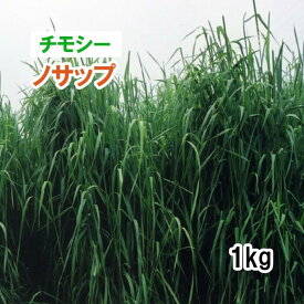 【 飼料用 チモシー 】 ノサップ （早生） 1kg 牧草 放牧 採草 栽培用 緑化 種子 カネコ種苗