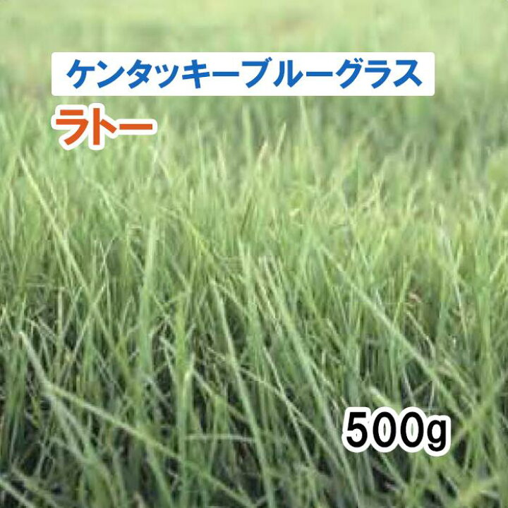 楽天市場】【 ケンタッキーブルーグラス 種 】 ラトー （早生） 500g 