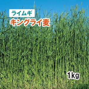 【 緑肥用 ライムギ 】 キングライ麦 (早生) 1kg 牧草 放牧 採草 栽培用 緑化 飼料用 種子 タキイ種苗