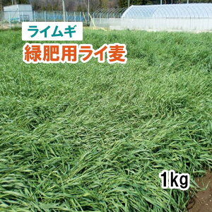 【 緑肥用 ライムギ 】 緑肥用ライ麦 (晩生)1kg 牧草 放牧 採草 栽培用 緑化 飼料用 種子 タキイ種苗