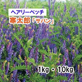 【 飼料用 ヘアリーベッチ 】 寒太郎 「 サバン 」（晩生） 1kg 10kg 牧草 放牧 採草 栽培用 緑化 緑肥 種子 雪印種苗