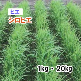 【 飼料用 ヒエ 】 シロヒエ（早生）1kg 20kg 牧草 放牧 栽培用 緑化 緑肥 種子 雪印種苗