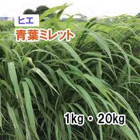 【 飼料用 ヒエ 】 青葉ミレット（中生）1kg 20kg 牧草 放牧 栽培用 緑化 緑肥 種子 雪印種苗