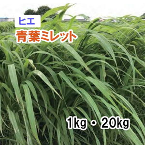y p qG z t~bgij1kg 20kg q q ͔|p Ή Δ q c