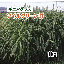 【 飼料用 ギニアグラス 】 ソイルクリーン®（早生）1kg 牧草 放牧 栽培用 緑化 緑肥 種子 雪印種苗