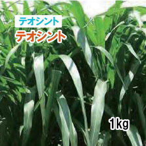 25H݌Ɍy p eIVg z eIVg 1kg q q ͔|p Ή Δ q c