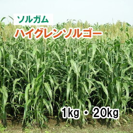 26春品薄【 飼料用 ソルガム 】 ハイグレンソルゴー（中早生）1kg 20kg 牧草 放牧 栽培用 緑化 緑肥 種子 雪印種苗