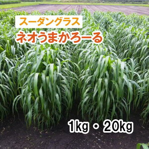 y p X[_OX z lI܂[ / j[_ iӐj 1kg 20kg q q ͔|p Ή Δ q c