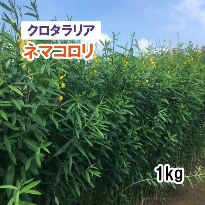 楽天市場】【 飼料用 クロタラリア 】 ネマコロリ 1kg 牧草 放牧 栽培 