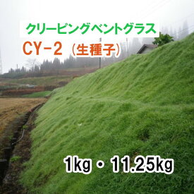 ※生種子※【 緑肥用 芝生用 クリーピングベントグラス 】 CY-2 / シーワイツー 1kg 11.25kg 牧草 放牧 栽培用 飼料用 緑化 種子 雪印種苗