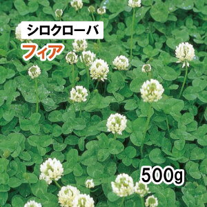 y Δp VN[o z tBA 500g q q ̑ ͔|p p Ή q ^LCc