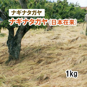 1܂ŁHdpy Δp iMi^K z iMi^K i{ݗj 1kg q q ̑ ͔|p p Ή q ^LCc