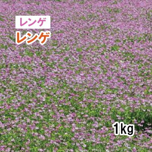 1܂Ły Δp Q z Q 1kg  ~co` q q ̑ ͔|p p Ή q ^LCc