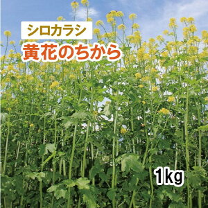 y Δp VJV z Ԃ̂ 1kg q q ̑ ͔|p p Ή q ^LCc