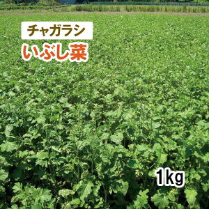 y Δp `KV z Ԃ 1kg q q ̑ ͔|p p Ή q ^LCc