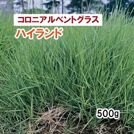 【 緑化用 コロニアルベントグラス 】 ハイランド 500g 牧草 放牧 採草 栽培用 飼料用 法面 競技場 緑肥 芝生 種子 タキイ種苗