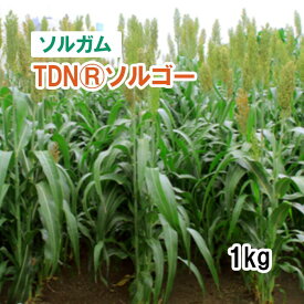 【 飼料用 ソルガム 】 甘味ソルゴー （中晩生）1kg 牧草 放牧 採草 栽培用 緑化 種子 カネコ種苗
