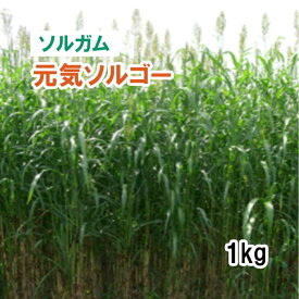 【 飼料用 ソルガム 】 元気ソルゴー （早生）1kg 牧草 放牧 採草 栽培用 緑化 種子 カネコ種苗