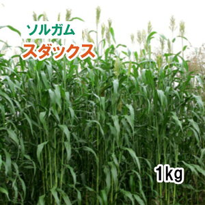 y p \K z X_bNX ij1kg q q ̑ ͔|p Ή q JlRc