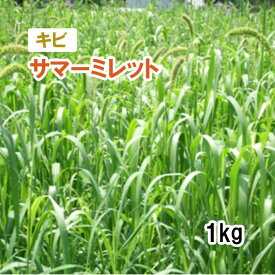 品薄【 飼料用 キビ 】 サマーミレット 1kg 牧草 放牧 採草 栽培用 緑化 種子 カネコ種苗