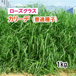 ʎqy p [YOX z J[f i4{̔Ӑj 1kg q q ̑ ͔|p Ή q JlRc