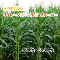 25春3月中旬【飼料用トウモロコシ】サイレージコーンNS118スーパー 3,500粒 50,000粒 牧草 放牧 採草 栽…