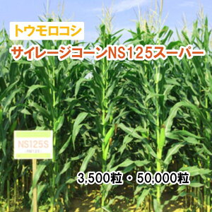 25春3月中旬【 飼料用 トウモロコシ 】 サイレージコーンNS125スーパー 3,500粒 50,000粒 牧草 放牧 採草 栽培用 飼料用 緑化 種子 カネコ種苗