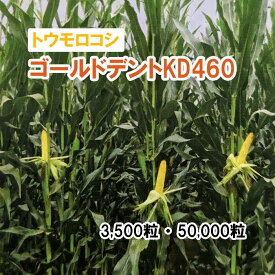 【 飼料用 トウモロコシ 】 ゴールドデントKD460 （北海道向け） 牧草 放牧 採草 栽培用 緑化 種子 カネコ種苗