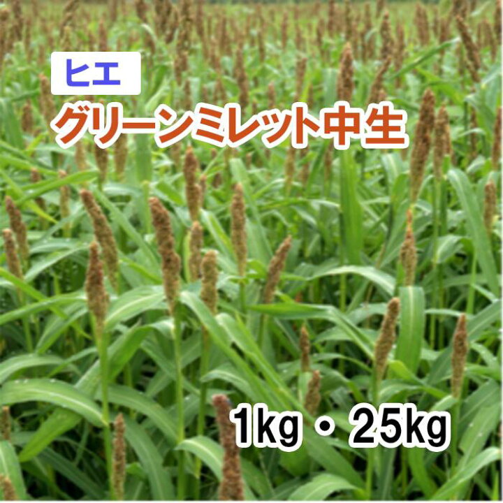 楽天市場】【 飼料用 ヒエ 】 グリーンミレット 中生 1kg 20kg 牧草 