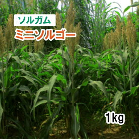 【 飼料用 ソルガム 】 ミニソルゴー （早生）1kg 牧草 放牧 採草 栽培用 緑化 種子 カネコ種苗