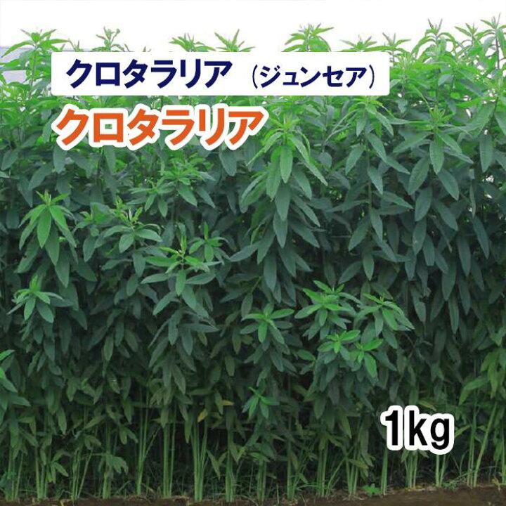 楽天市場】【 緑肥用 クロタラリア ( ジュンセア ) 】 クロタラリア 